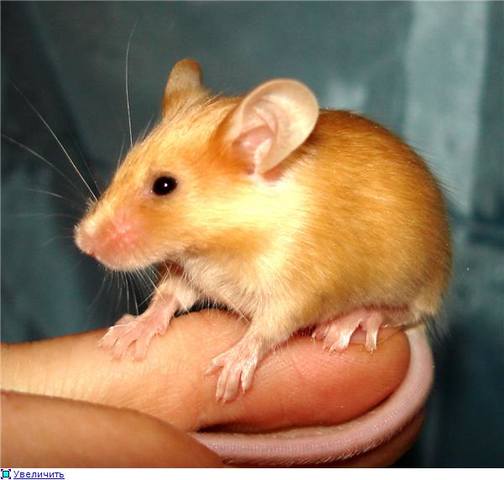 Тарталетки & Ко