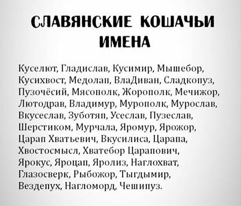 Кто сказал "Мяу"?
