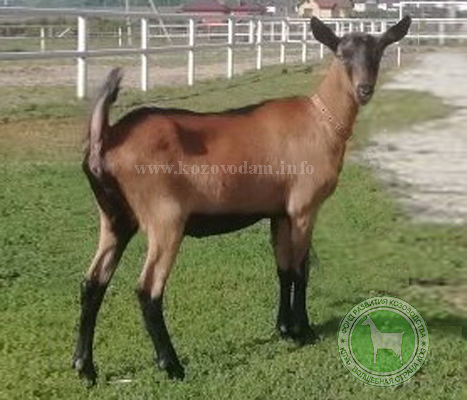 Баронесса 2 SergeyShevtsov