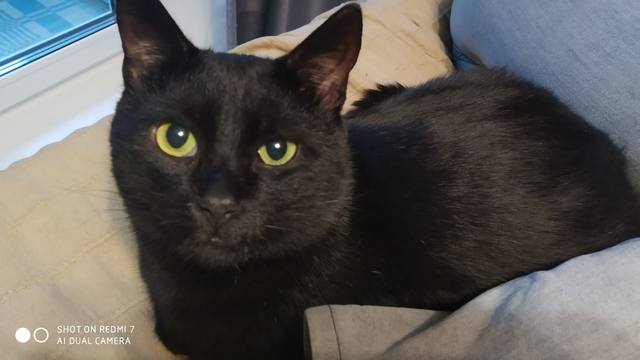 Кошки в нашей жизни. Кошки и все, что с ними связано.