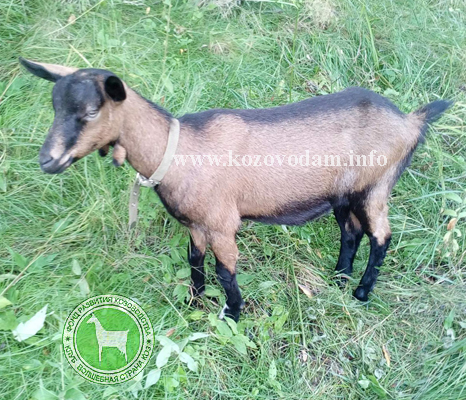 ДЕЙЗИ Irateplay