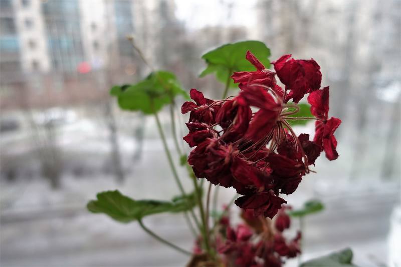 Предновогодний лытдыбр Предновогодний лытдыбр