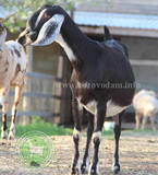 Мактук мать Ученик