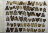 NOCTUIDAE South Ural 2011 - 2018 А1 172