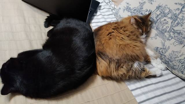 Кошки в нашей жизни. Кошки и все, что с ними связано.