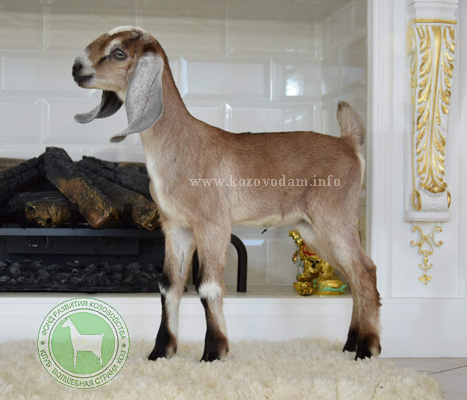 Ханна 1 Нелина