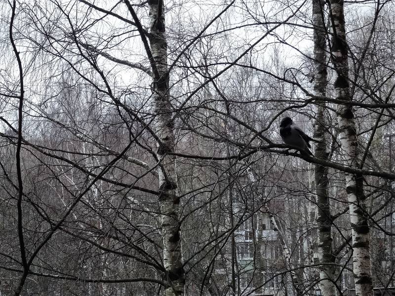 Птички по четвергам Птички по четвергам
