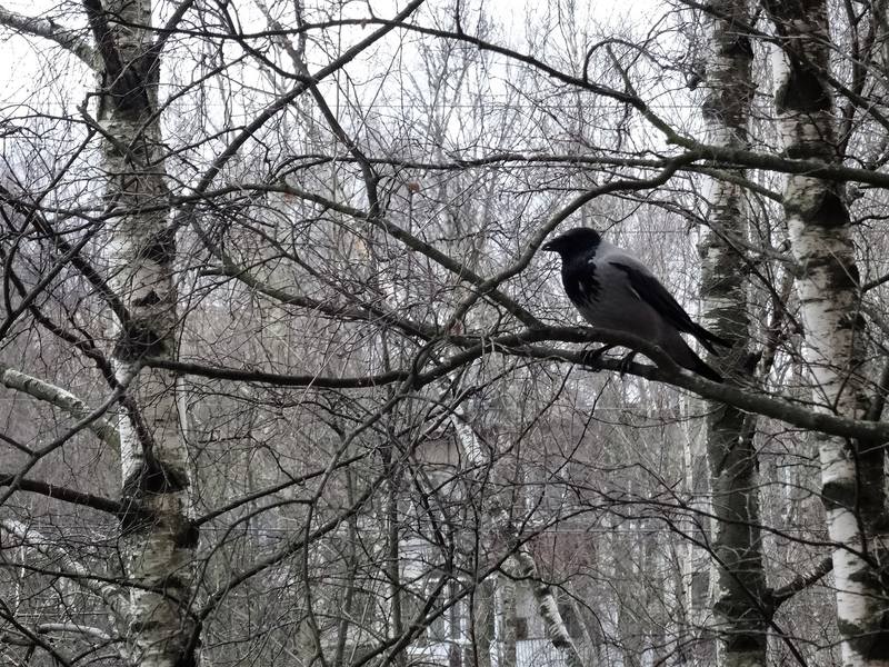 Птички по четвергам Птички по четвергам