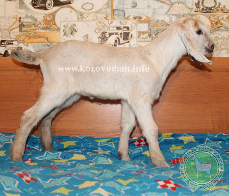 Латина 1 любушка