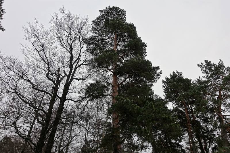 Загородный клуб Скандинавия Загородный клуб Скандинавия