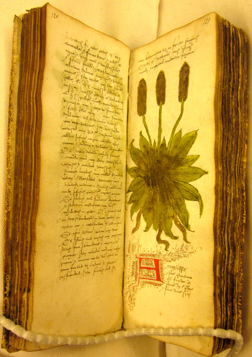 A-Laforet-image-1edited