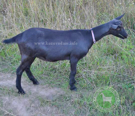 Багира 1 Raddy