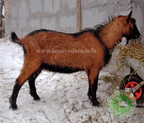 Бумеранг 1 Иванова Наталья