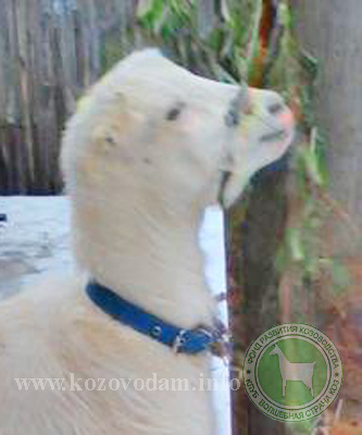 Бэлла 3 Irateplay