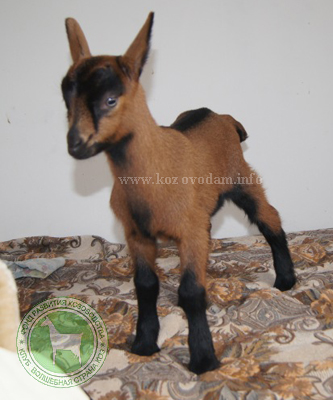 Мажор 2 yarHelena