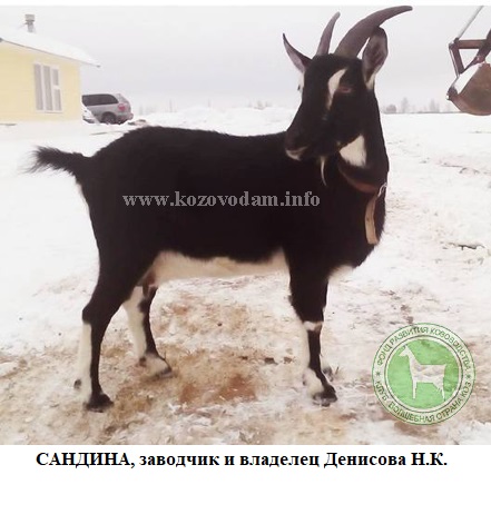 Черри мать Сандина Demosfen