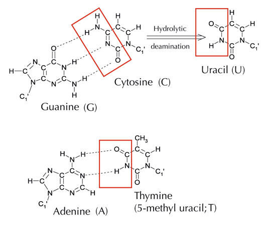 issue18uracil10 l