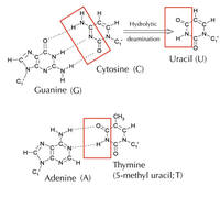 issue18uracil10 l