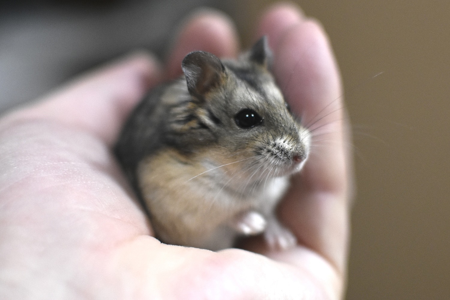 http://images.vfl.ru/ii/1581927228/2832b258/29605454.jpg
