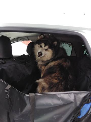 Автогамаки для перевозки собак в автомобиле 29636377_m