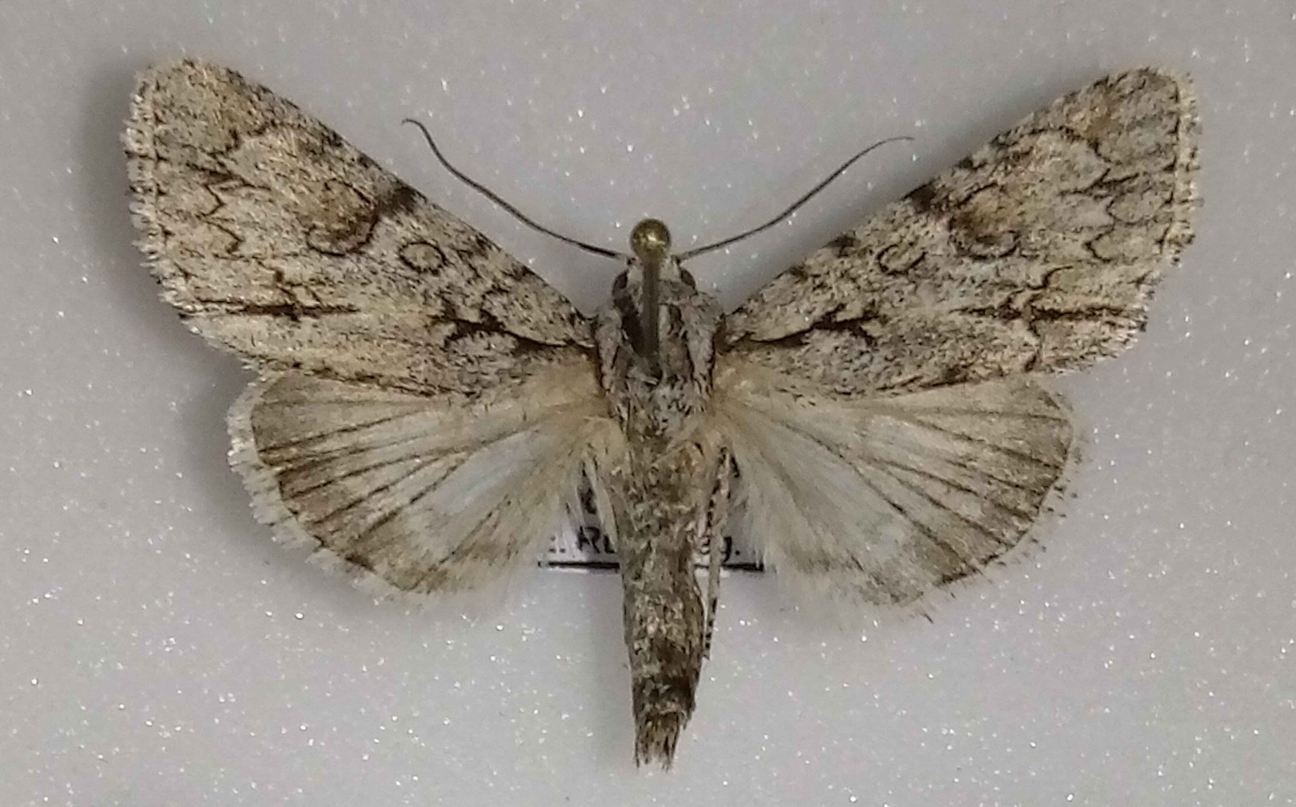 Acronicta pasiphae Iran