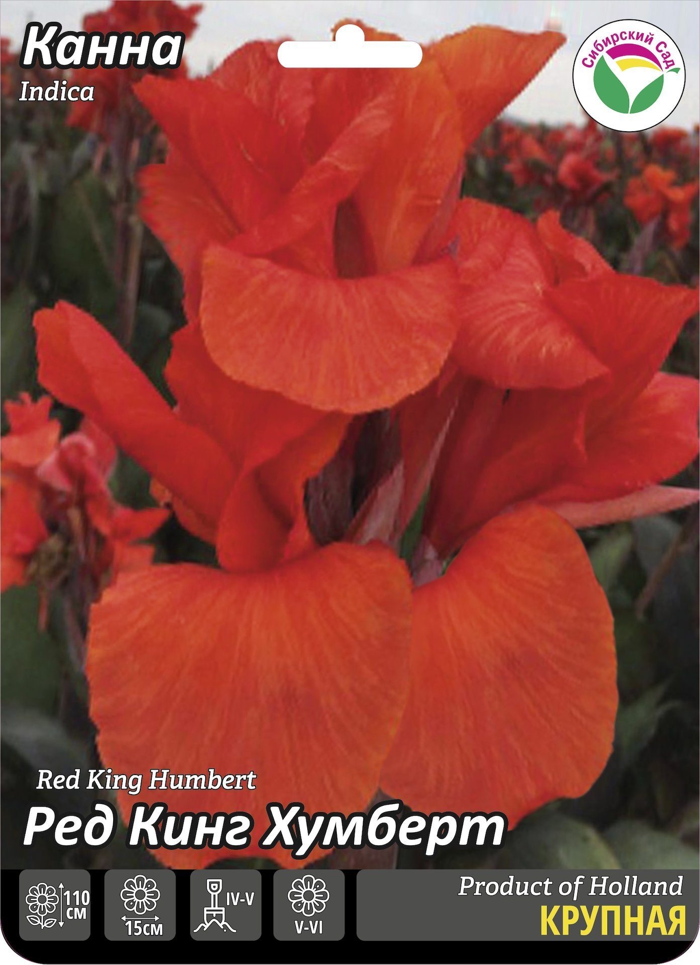 kanna red king humbert