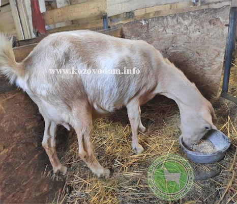 Санта Irateplay