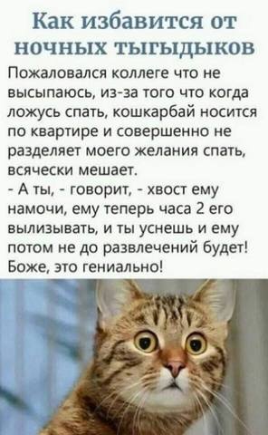 Кто сказал "Мяу"?