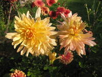 VFL.RU - ваш фотохостинг