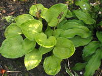 VFL.RU - ваш фотохостинг