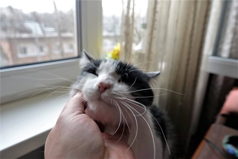 Кошечка Фрося Кошечка Фрося