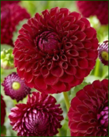 VFL.RU - ваш фотохостинг