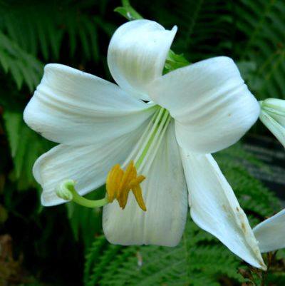 Lilium candidum 2.jpg.cf