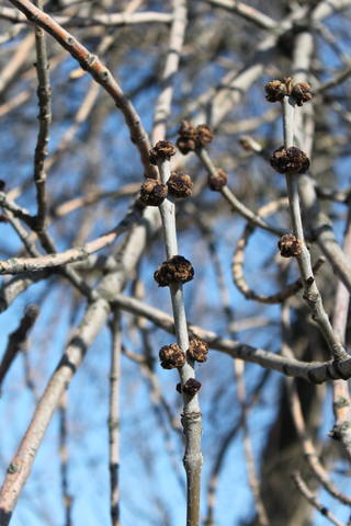 Чайная беседка