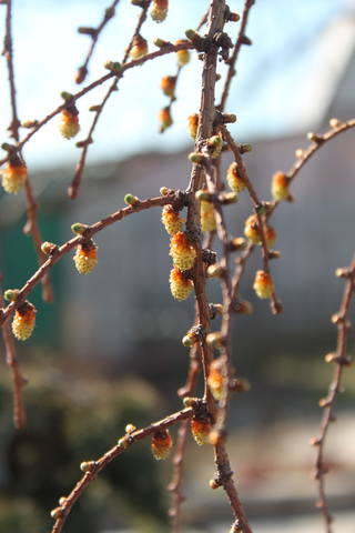 Чайная беседка