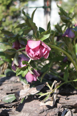 Чайная беседка