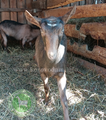 Дарина 3 Альбина