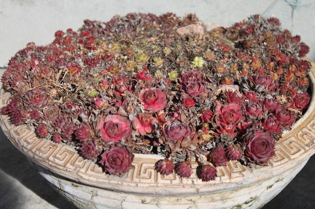 Чайная беседка