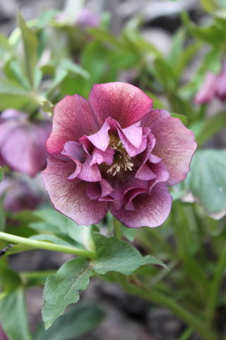 Чайная беседка