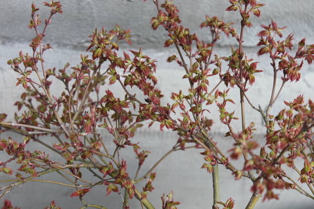 Чайная беседка