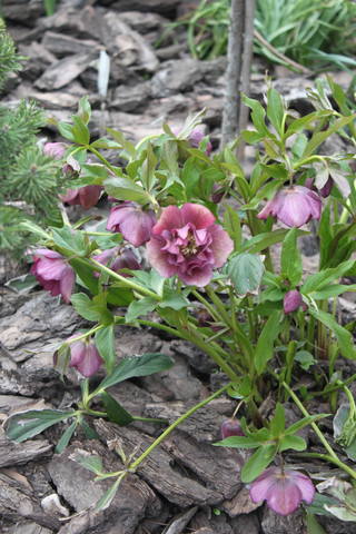 Чайная беседка