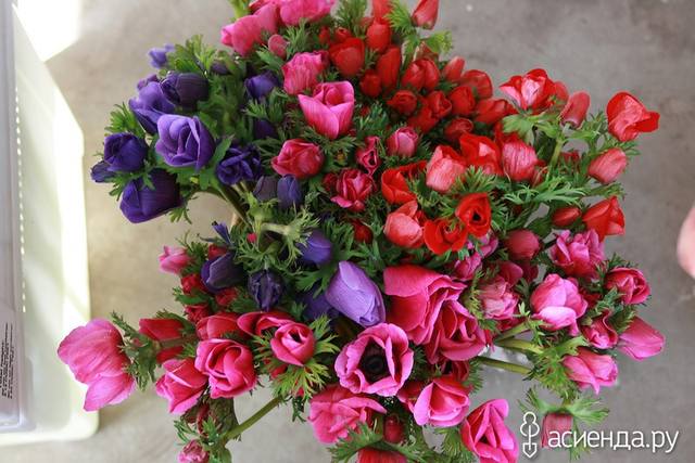 Tapтaлeтки & Ко