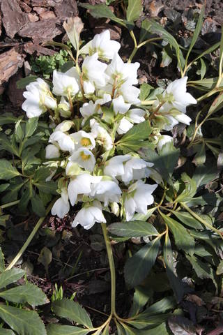 Чайная беседка