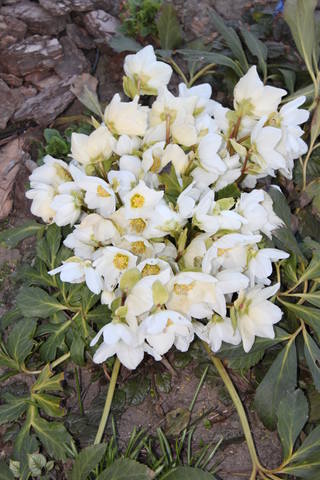 Чайная беседка