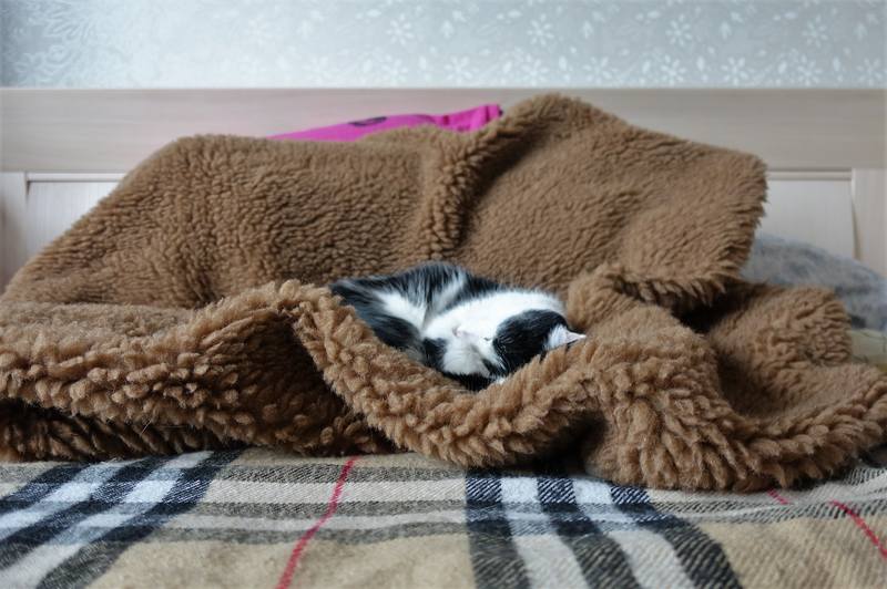 Кошечка Фрося Кошечка Фрося