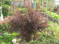 VFL.RU - ваш фотохостинг