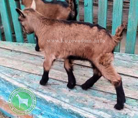 Юрвис 2 Екатеринаъ