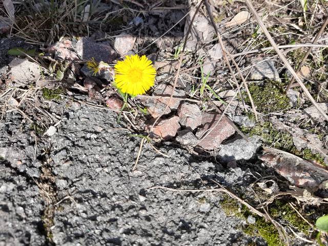 Tapтaлeтки & Ко