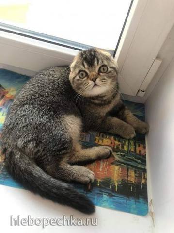 Tapтaлeтки & Ко