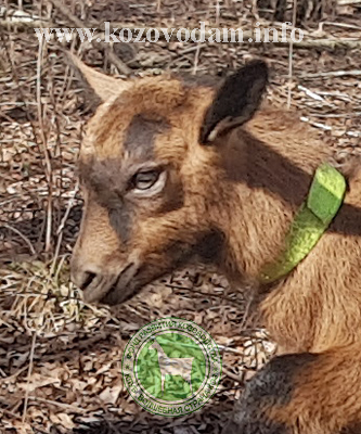 Марек 1 Korshakov Oleg